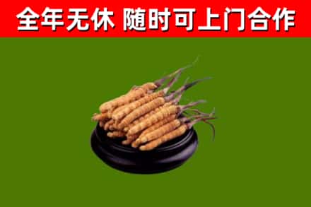 大庆市回收散虫草